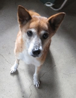 a0054948_22552340.gif