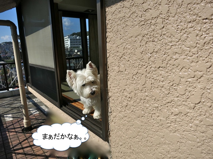 草むしりの休日_c0260460_14330313.jpg