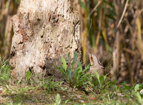 公園の野鳥さんたち。_b0154361_133022.jpg