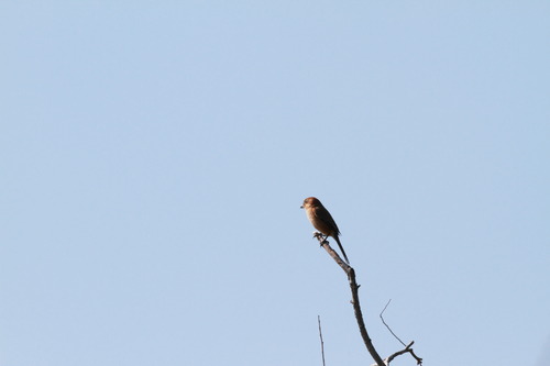 公園の野鳥さんたち。_b0154361_13311093.jpg