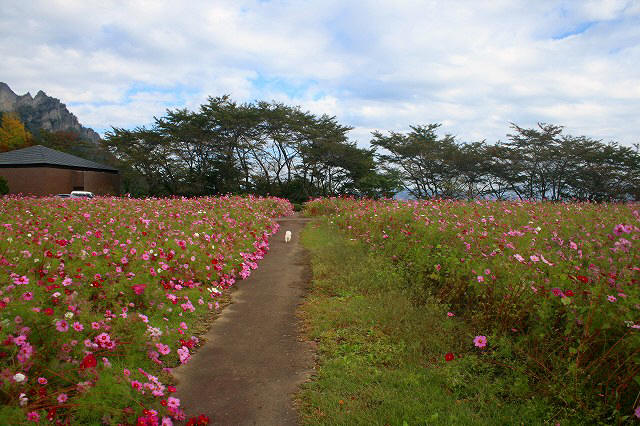 マミのお山と…　マミのコスモスへ！　ロコとお散歩…_b0147167_05454534.jpg