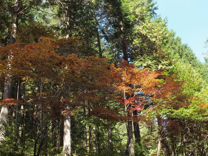 『飛騨金山　横谷峡の四つの滝』_d0054276_1946176.jpg