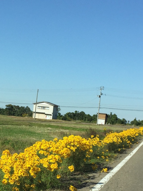 今年もヤナギバヒマワリが花盛り_d0182179_20345626.jpg