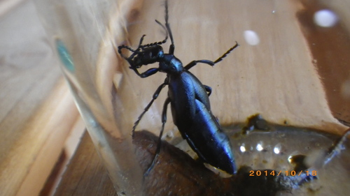 ヒメ ツチ ハンミョウ_e0290580_22272621.jpg