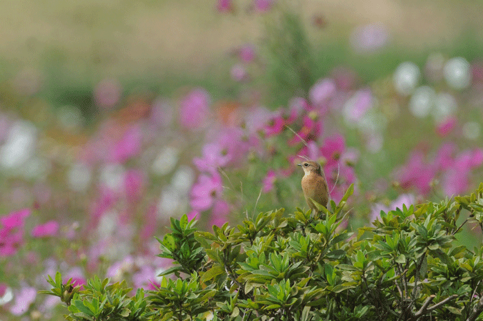 お花見野んちゃん　＜野鶲＞_e0248688_16155543.gif