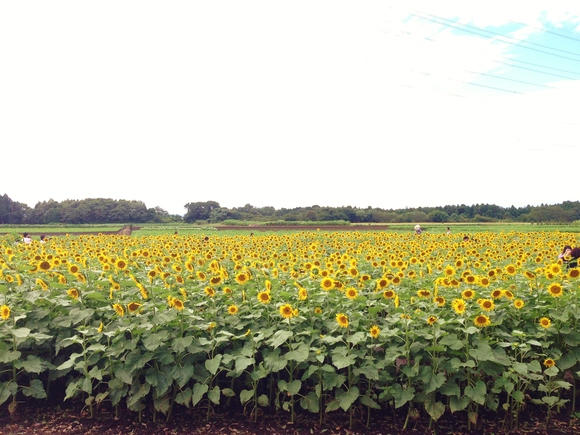 花巡りの旅_e0185092_20433291.jpg