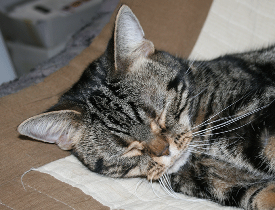 c0011300_13500069.gif