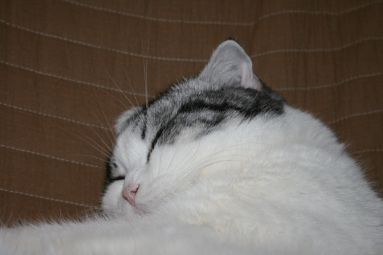 c0011300_13500207.gif