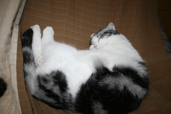c0011300_13500357.gif