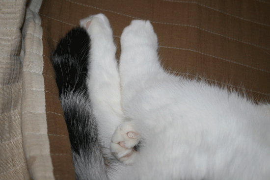 c0011300_13500464.gif