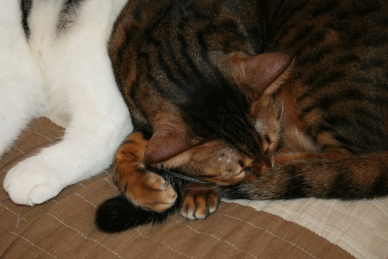 c0011300_13500581.gif