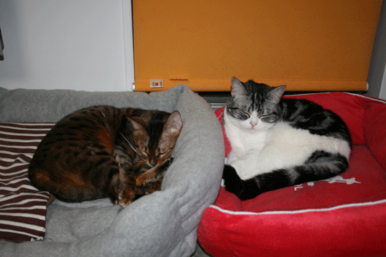c0011300_13500767.gif