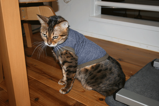 c0011300_13500871.gif
