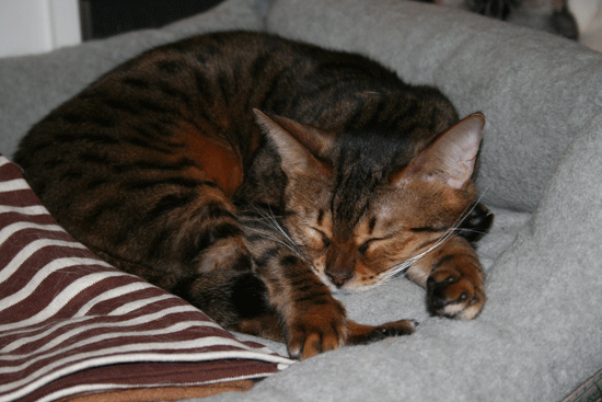 c0011300_13500951.gif