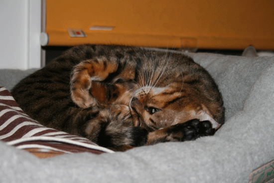 c0011300_13501010.gif