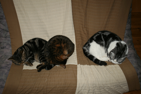 c0011300_13501194.gif