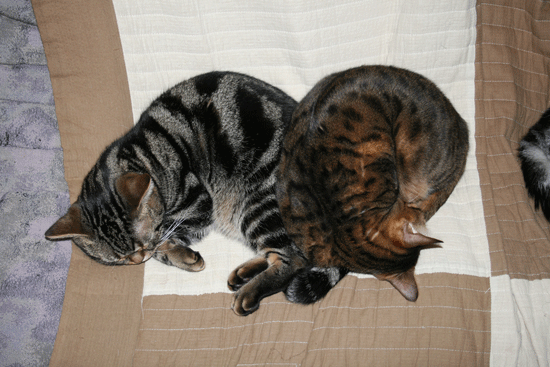 c0011300_13501232.gif