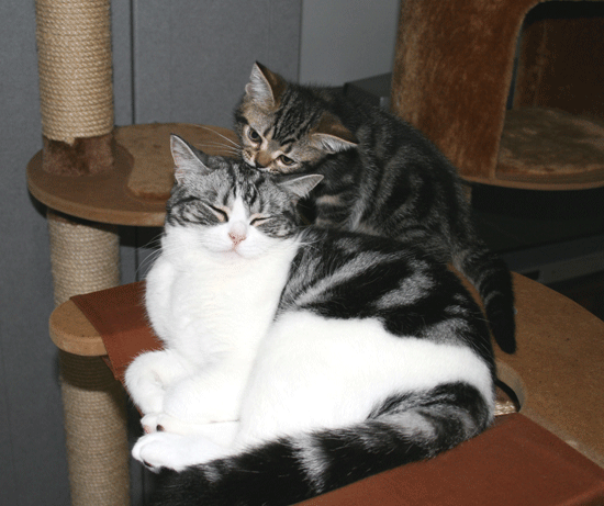 c0011300_13501475.gif