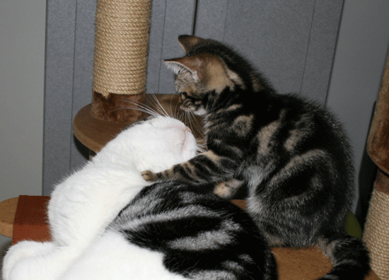 c0011300_13501682.gif