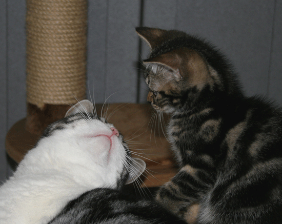 c0011300_13501724.gif