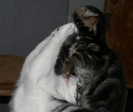 c0011300_13501925.gif