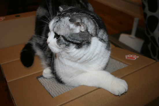 c0011300_13504732.gif