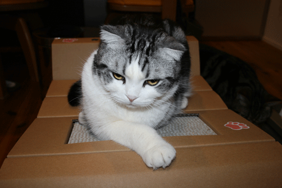 c0011300_13504890.gif