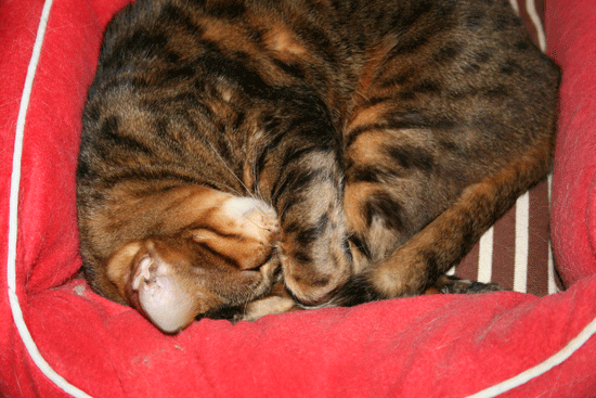 c0011300_13505793.gif