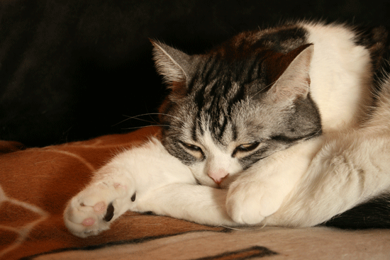 c0011300_13511397.gif