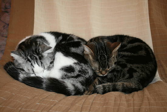 c0011300_13512491.gif