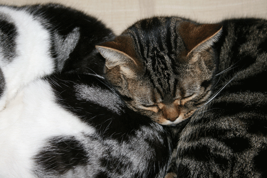 c0011300_13512558.gif