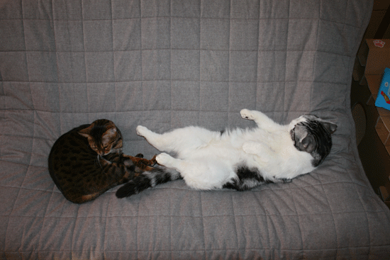 c0011300_13512902.gif