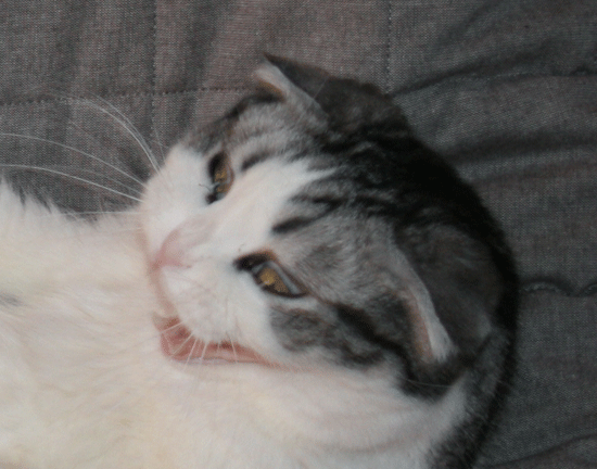 c0011300_13513219.gif