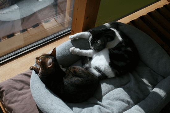 c0011300_13513563.gif
