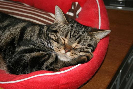 c0011300_13515609.gif