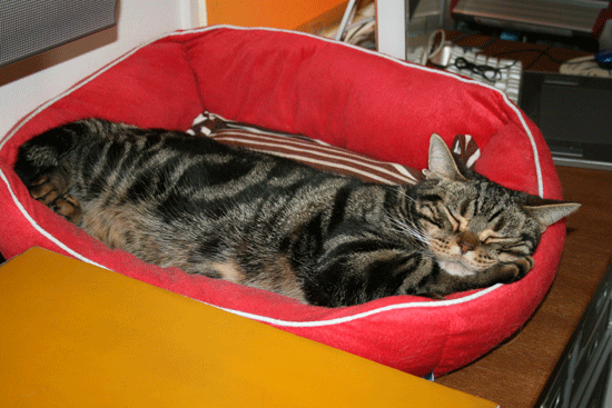 c0011300_13515775.gif