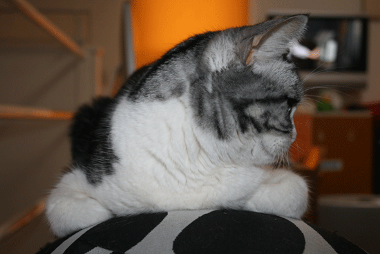 c0011300_13520015.gif