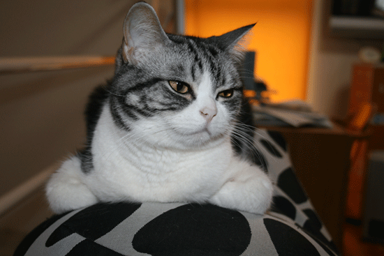c0011300_13520090.gif
