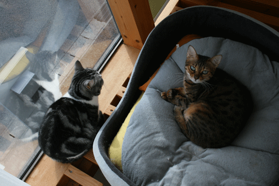 c0011300_13522024.gif