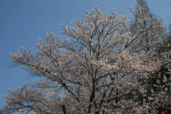c0011300_13530202.gif