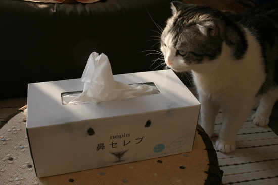 c0011300_13530227.gif