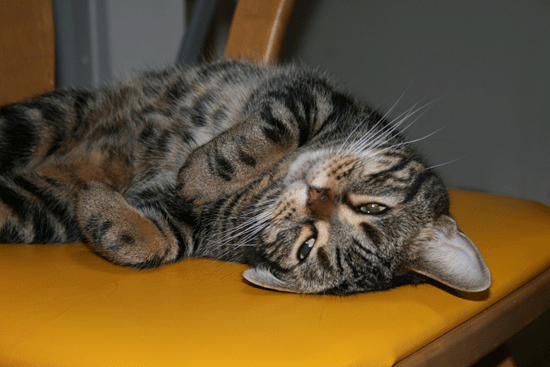 c0011300_13532859.gif