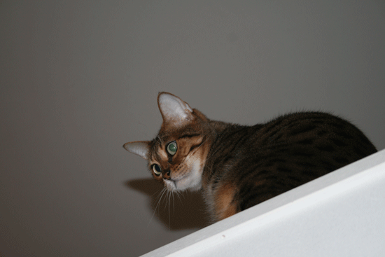 c0011300_13533028.gif