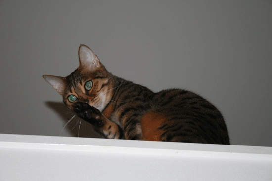 c0011300_13533138.gif