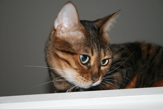 c0011300_13533233.gif