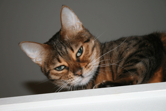 c0011300_13533289.gif