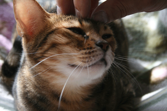 c0011300_13533317.gif