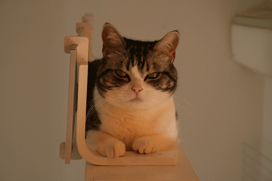 c0011300_13533487.gif