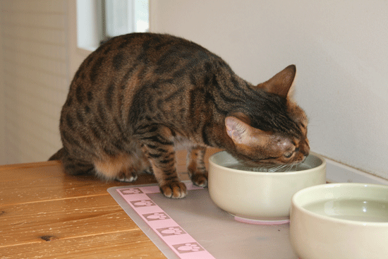 c0011300_13533566.gif