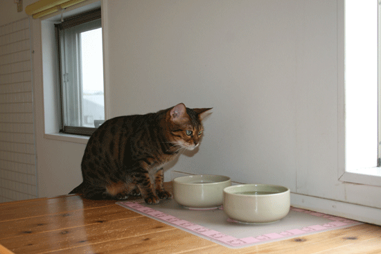 c0011300_13533597.gif